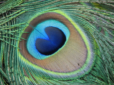http://www.colblindor.com/wp-content/images/peacock-eye.JPG